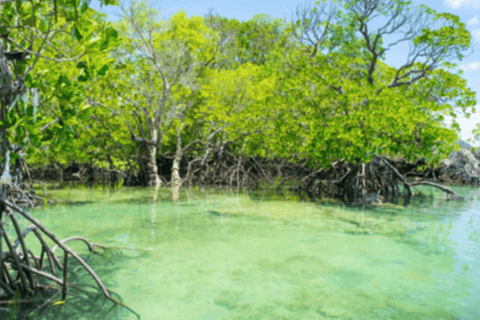Uzi Island Mangrove Canoeing & Village Tour with Local Lunch Private Tour with Transfer and All Entry Fees Included