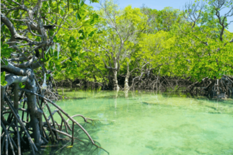 Uzi Island Mangrove Canoeing & Village Tour with Local Lunch Private Tour with Transfer and All Entry Fees Included