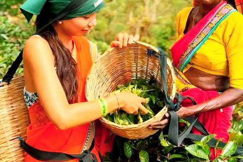 Trip from Kandy to Ambewela Railway Station via Nuwara Eliya Kandy to Nuwara Eliya and Ambewela Drop tour by car or van