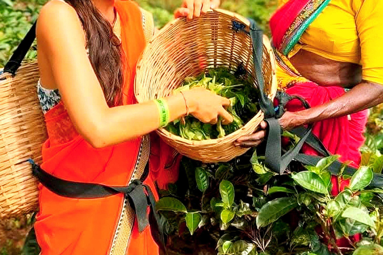 Trip from Kandy to Ambewela Railway Station via Nuwara Eliya Kandy to Nuwara Eliya and Ambewela Drop tour by car or van