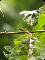 Manuel Antonio Park Nature Guided Tour - Hizvo