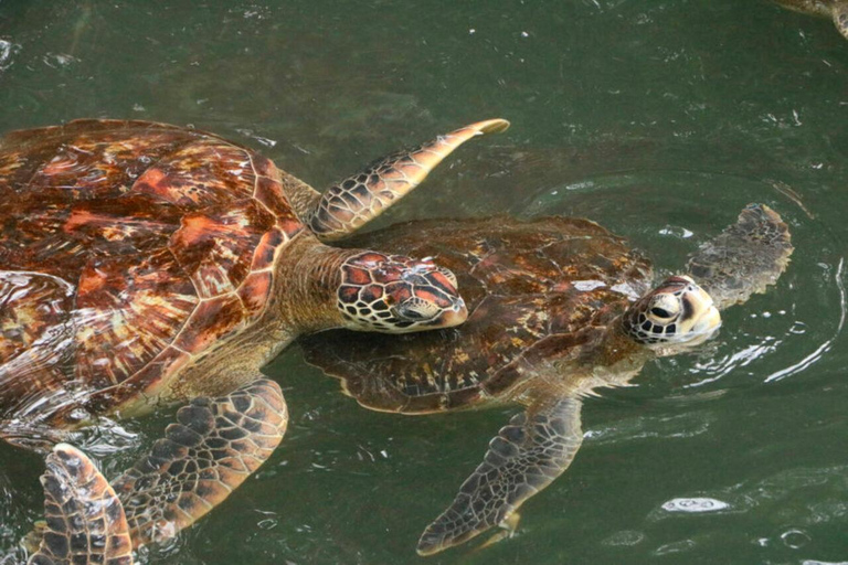 Zanzibar: Mnemba Island Delfintur och simning med sköldpaddorPrivat tur med upphämtning och avlämning på hotellet, inklusive lunch