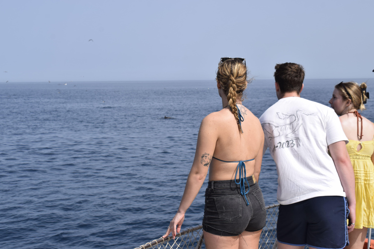 Estepona: Dolphins Searching Sea Cruise with Drink & Snacks Group Cruise