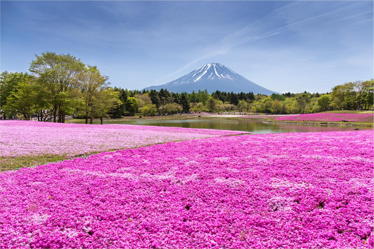 Customizable Mount Fuji Tour with Personal Driver & Lux. Van Personalized Day Trip to Mount Fuji: English Speaking Driver