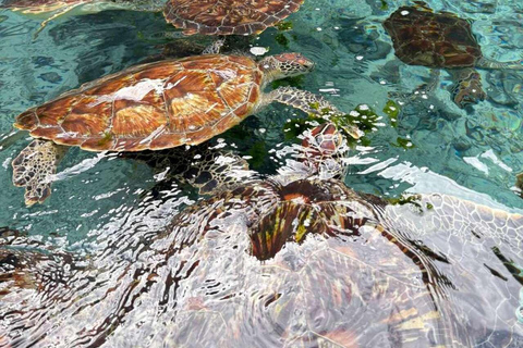 Zanzibar: Sea turtle Swim at Salam cave in Kizimkazi village Zanzibar: Swim with sanctuary Tortoise at salam and transfer