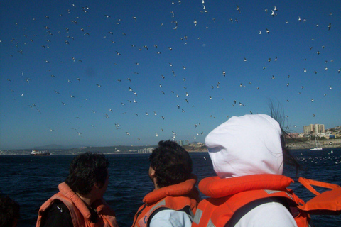 Valparaíso Sunset Sightseeing Tour: Speedboat, Viewpoints, Traditional Bars, and Beer PRIVATE SUNSET BOAT TOUR DURING THE WEEK