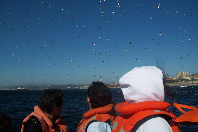 Valparaíso Sunset Sightseeing Tour: Speedboat, Viewpoints, Traditional Bars, and Beer PRIVATE SUNSET BOAT TOUR DURING THE WEEK