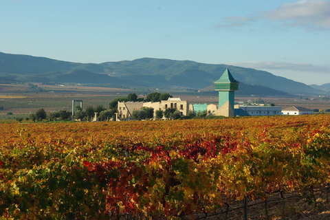 Alicante: Premium Winery: Guided tour with 6 tastings and a special gift