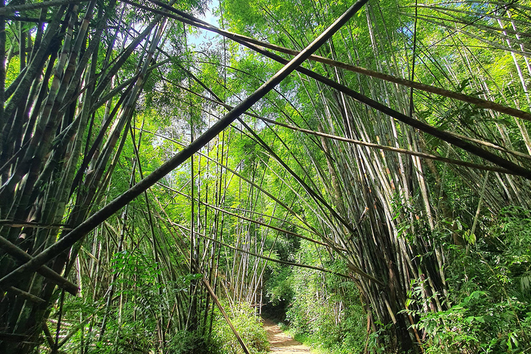 Khao Sok: All-Inclusive Day & Night Trek with Bamboo Dinner Option 2: Day & Night Trek with Bamboo Dinner From Khao Sok