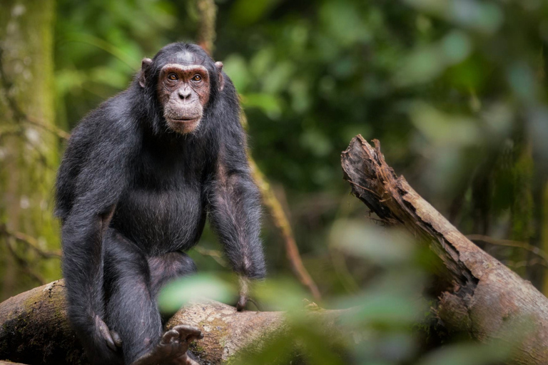 10 jours de visite en Ouganda et safari primates