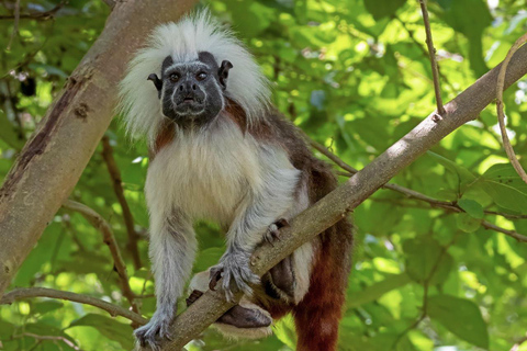 Monkey’s Creek: An Extreme Tropical Forest Hiking Adventure