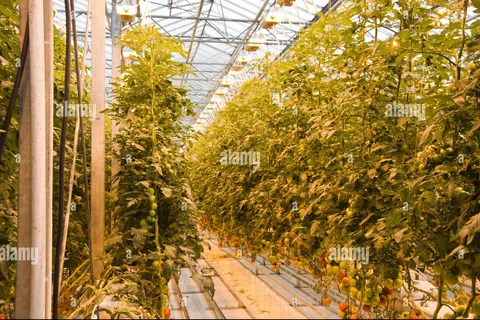 Small Group Golden Circle Tour w/ Kerid & Tomato Farm Visit