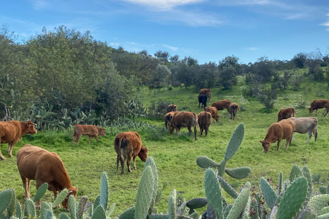 De l&#039;Algarve à Lisbonne ; transfert guidé avec supplément Wow !