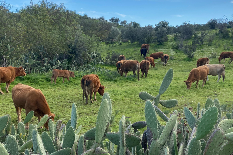 Del Algarve a Lisboa; Traslado guiado con extra ¡Guau!