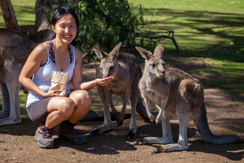 Excursión a la costa de Hobart: Parque Nacional y Fauna del Monte Field