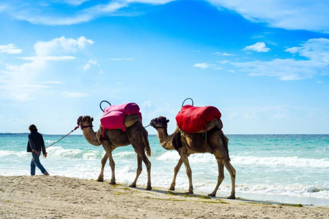 Depuis Tunis ou Hammamet : Carthage, Sidi Bousaid, Circuit à dos de chameau