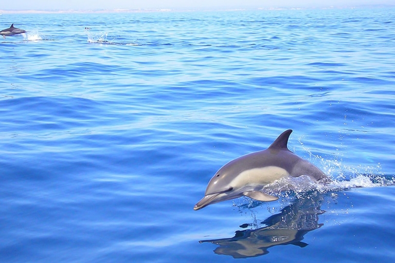 Lagos: Dolphin and Sea Life Watching Experience Lagos: Dolphin and Sea Life Watching