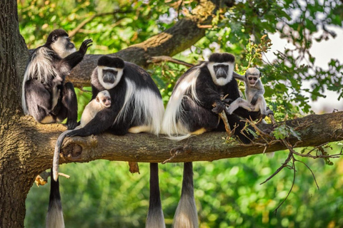 Kigali: Nyungwe Canopy Walk and Zipline Adventure with Lunch