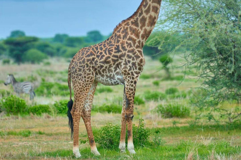 Day tour to Makuyuni Wildlife Park with Maasai village visit