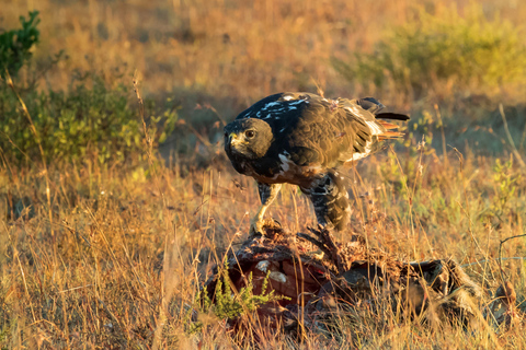 Addo Elephant National Park All Inclusive heldagssafariStandardtur