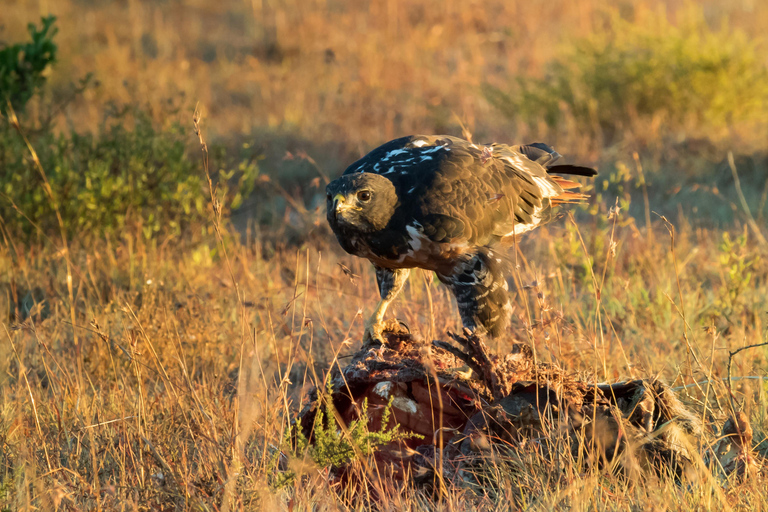 Addo Elephant National Park All Inclusive heldagssafariStandardtur