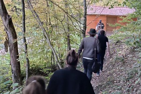 Brașov: 4-Hour Bear Watching Tour in Carpathian Mountains