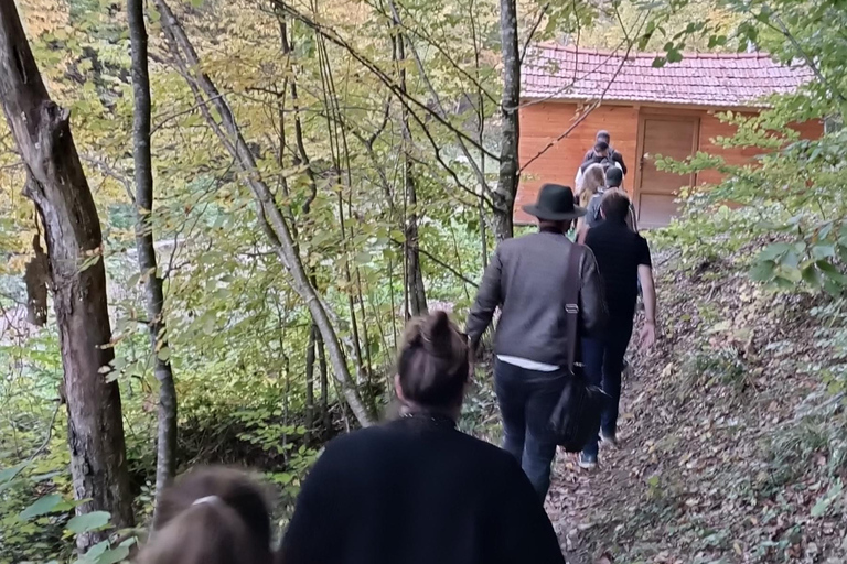 Brașov: 4-Hour Bear Watching Tour in Carpathian Mountains