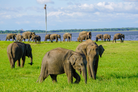 Minneriya: Private Family Wildlife Safari with Pickup