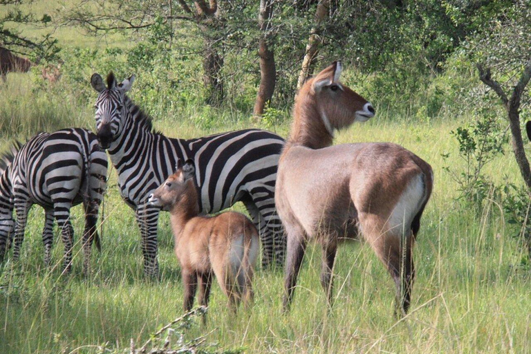 3 Days Lake Mburo National Park Safari Tour, Uganda