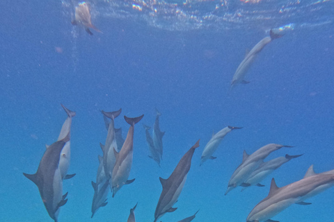 Flic en Flac: Private Sunrise Dolphin Watching Boat Tour