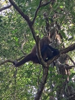 Kanalführung im Nationalpark Tortuguero - Hizvo