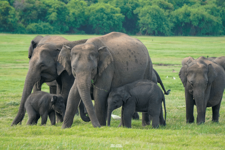 Minneriya: Sunset Elephant Safari Tour and Wildlife Sights