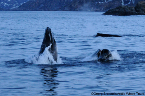 Tromsø: Responsible Whale Watching Cruise Aboard MS Alba