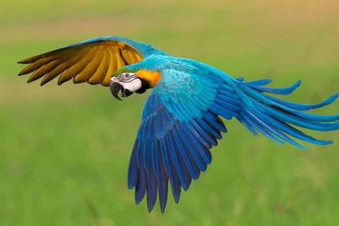 Excursion to the Chuncho clay lick |Parrot - Macaw watching|