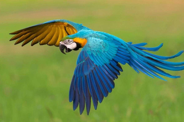 Excursion to the Chuncho clay lick |Parrot - Macaw watching|