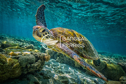 Fast Boat Transfer: Lombok/Gili Islands to Nusa Penida, Bali Gili Air to Serangan