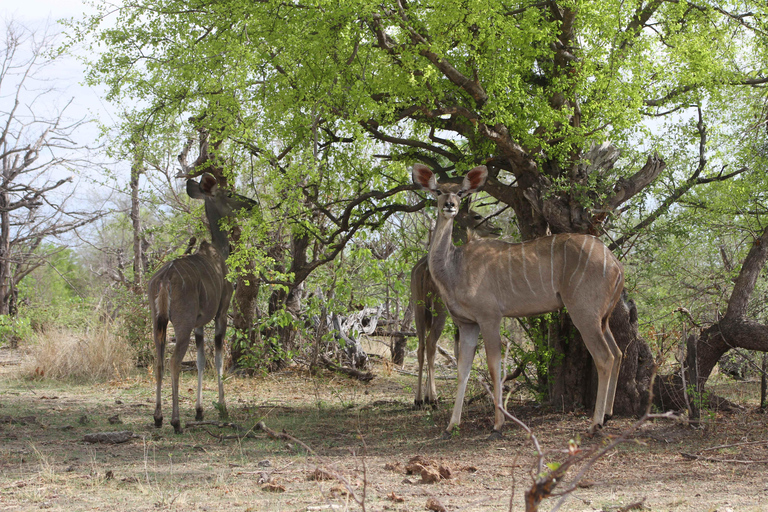 Victoria Falls: Safari game drive tour 3 hours