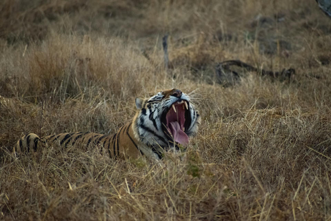 From Delhi: 4-Day Khajuraho Temples & Panna Tiger Safari