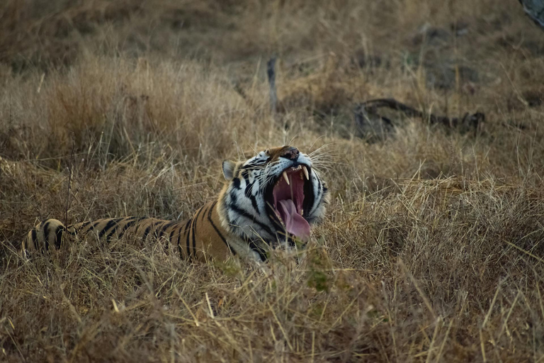 From Delhi: 4-Day Khajuraho Temples & Panna Tiger Safari