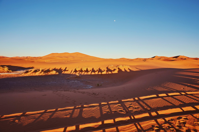 Doha: Full Day Desert Safari, BBQ Dinner, and Stargazing