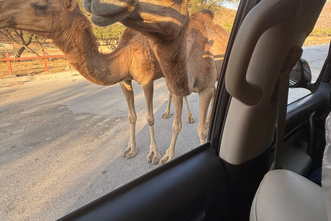 Discover West Salalah: Full-Day Tour by Safari Salalah Tours