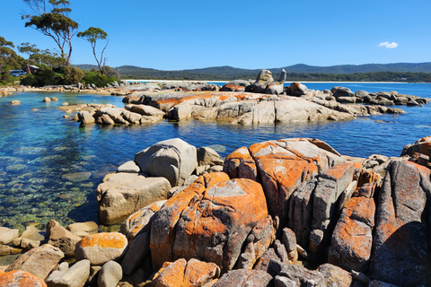 Launceston: Bay of Fires Tour with Bridestowe Lavender Farm
