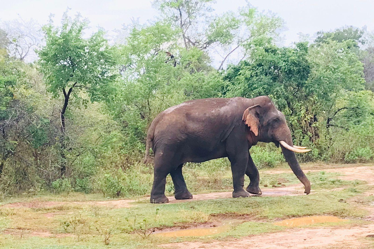 Safari dans le parc national de Minneriya avec jeep et billet d&#039;entrée