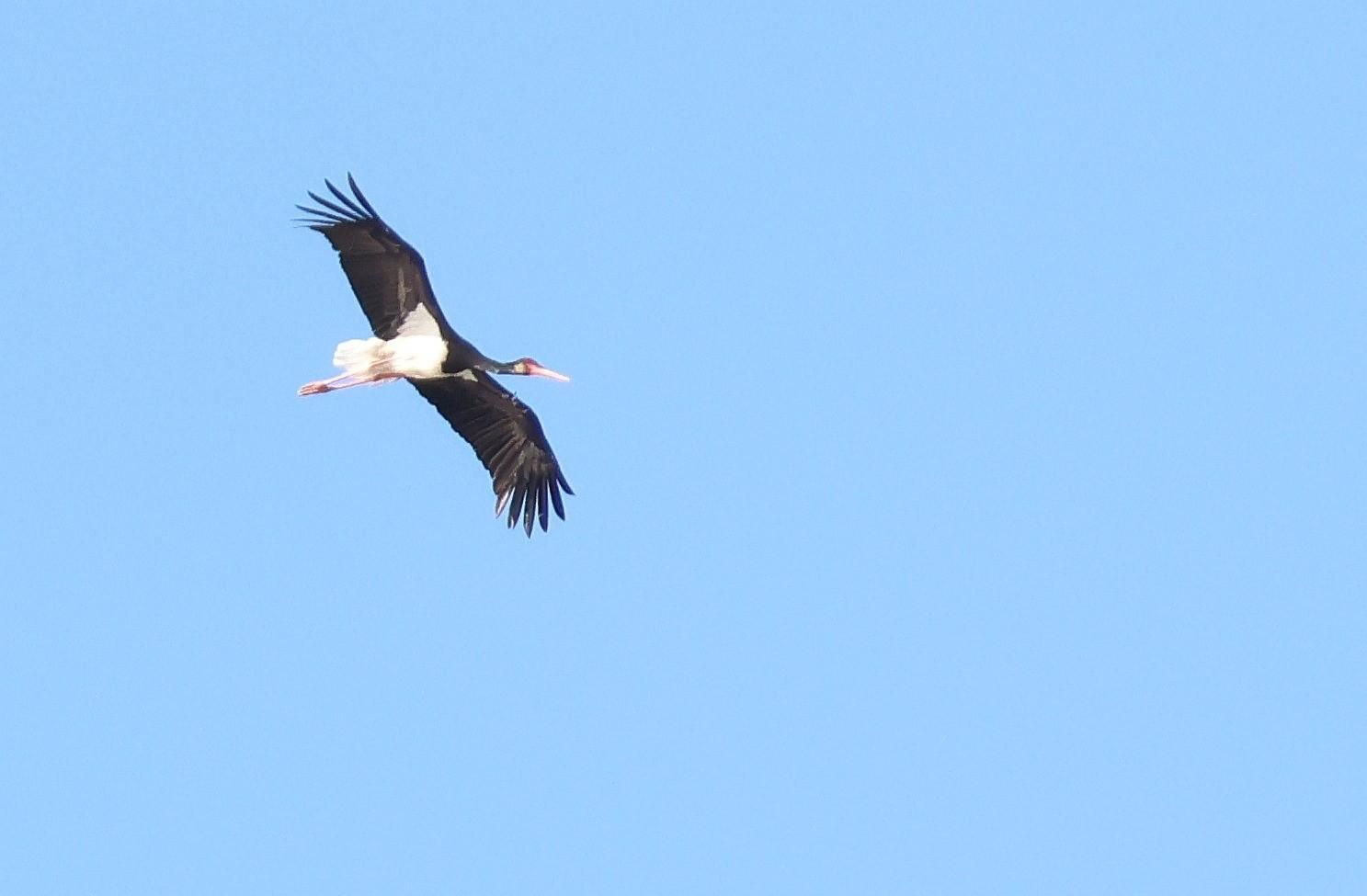 Vogelbeobachtungstour im Naturpark bei Riga (Lettland)