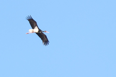 Bird Watching tour in Natural Park near Riga (Latvia)