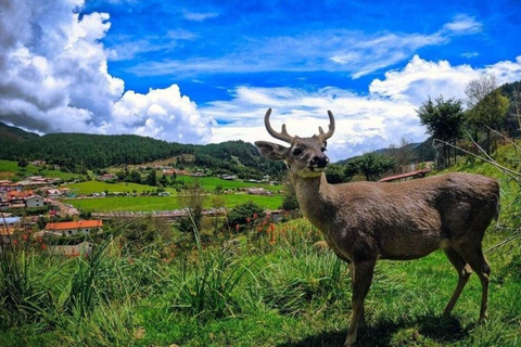 Cajamarca: Porcón Farm and Otuzco