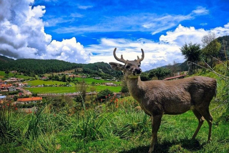 Cajamarca: Porcón Farm and Otuzco