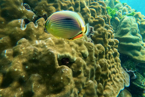 phi phi island : Location de bateaux privés de luxe en bois