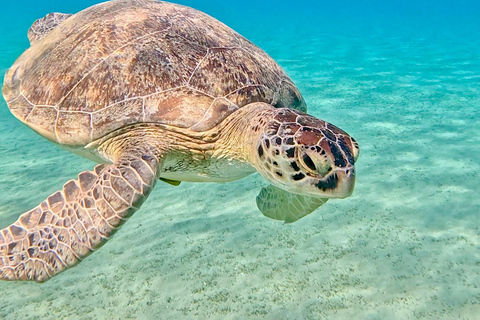 Marsa Alam: Sunset Snorkeling Trip with Turtles & Dugong