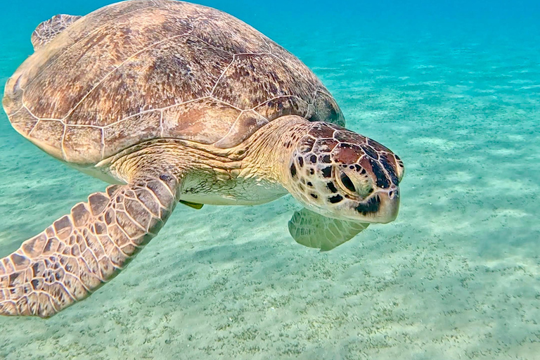Marsa Alam: Sunset Snorkeling Trip with Turtles & Dugong
